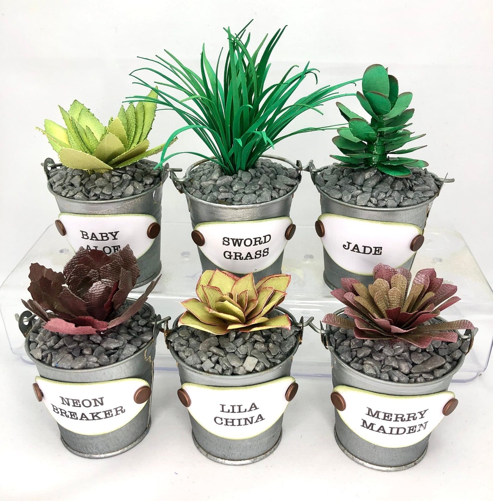 Sharon Callis Sensational Succulents - BABY ALOE 