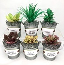 Sharon Callis Sensational Succulents - BABY ALOE 