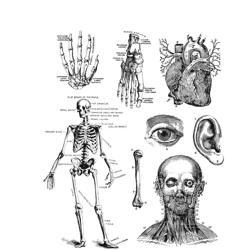 Tim Holtz - Stampers Anonymous Cling Stamps - Cadaverous