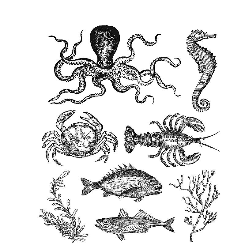 Tim Holtz - Stampers Anonymous Cling Stamps - Sea Life