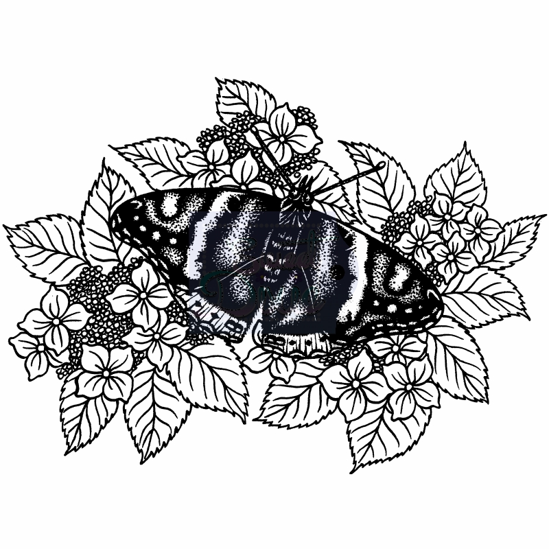 Sweet Dixie Red Admiral on Hydrangeas