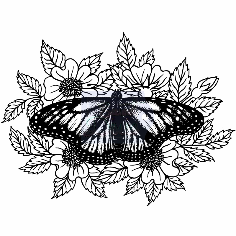 Sweet Dixie Monarch on Wild Roses