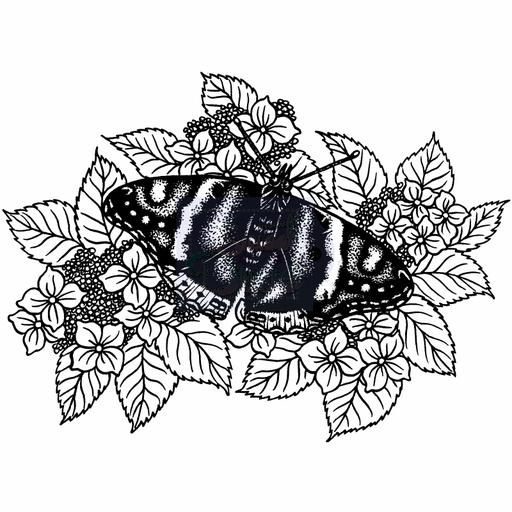 Sweet Dixie Red Admiral on Hydrangeas